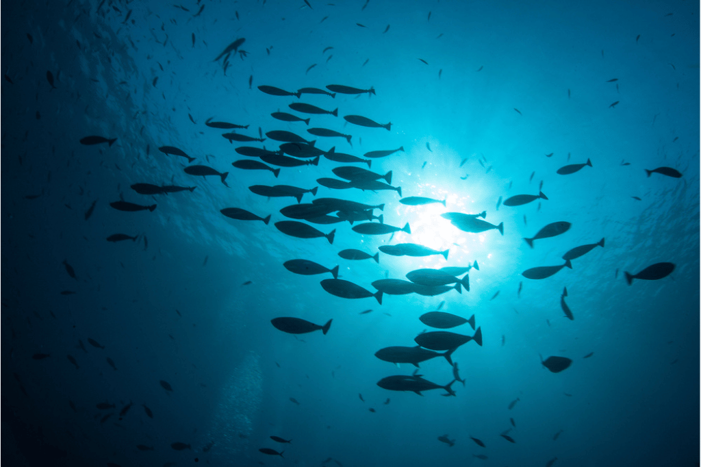 Deep Sea Fish Species Discover Ocean's Mysteries!