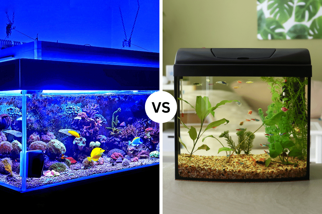 Saltwater Vs Freshwater Fish Tank Best Pick for You!