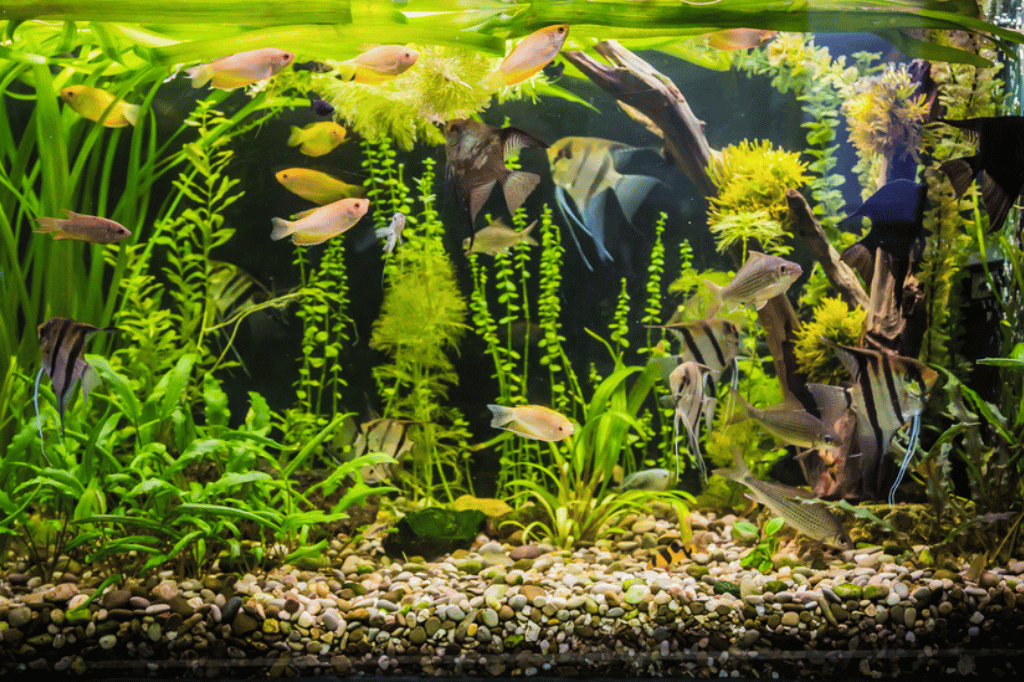 Tropical Fish Tank Setup Secrets Aquatic Wonderland Awaits!