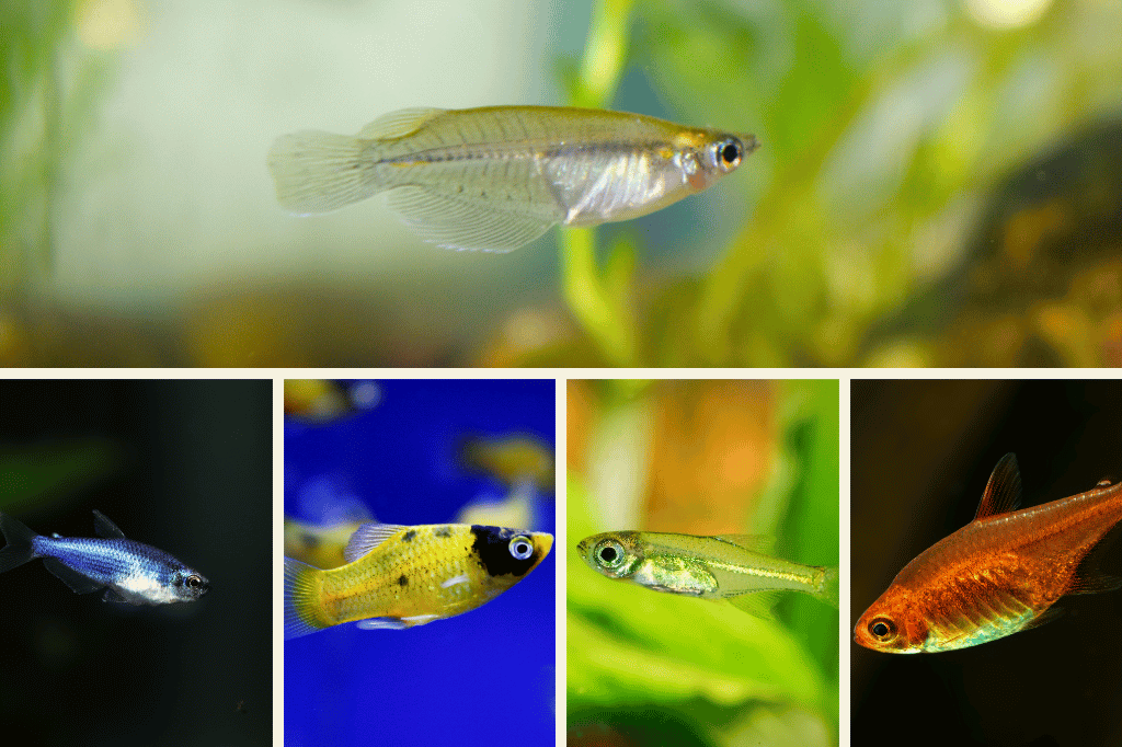 15 Best Fish For 10 Gallon Tank