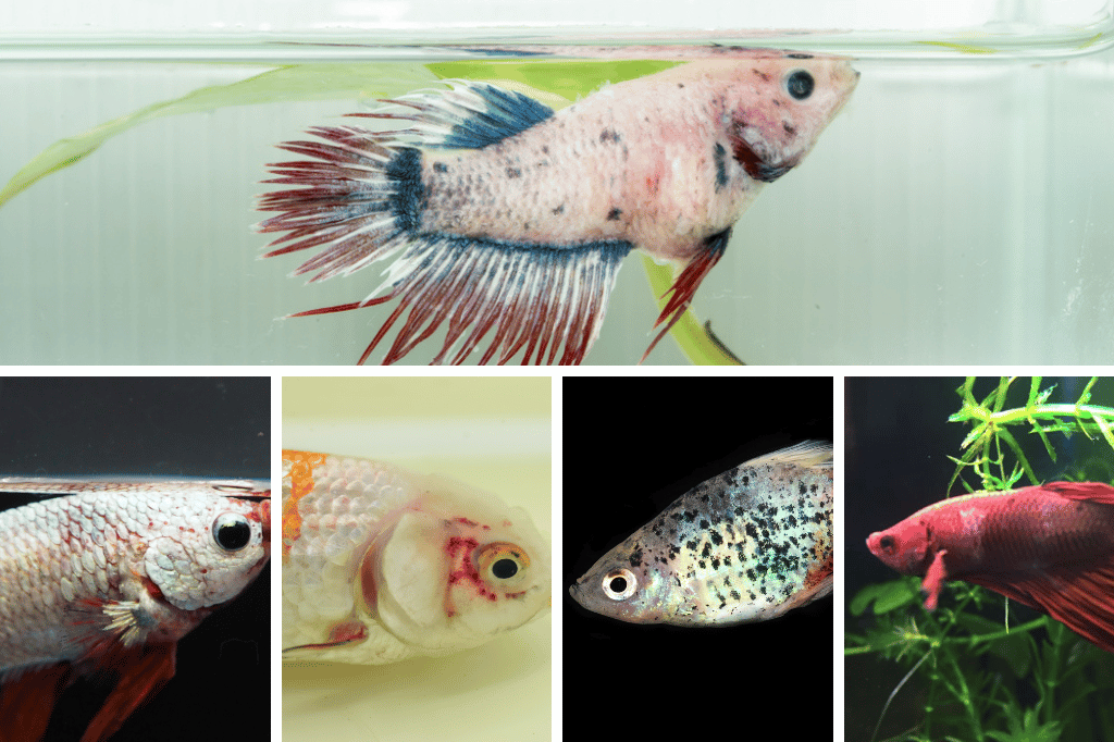 15 Common Betta Fish Diseases