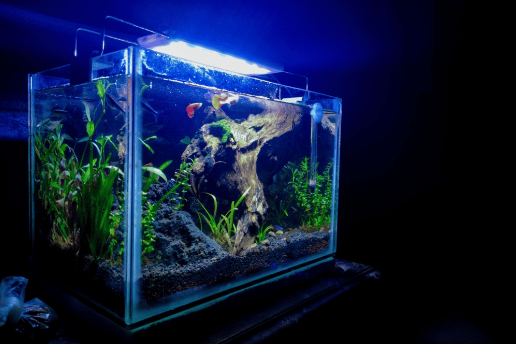 5 Gallon Fish Tank Care Tips for Thriving Aquatic Pets