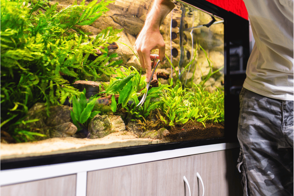 Common Fish Tank Problems Quick Fixes for Healthy Aquaria