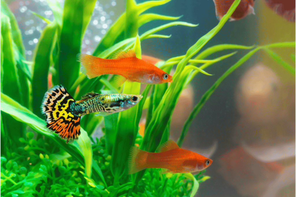 Criteria For Choosing Guppy Tank Mates By Insiderfish.com