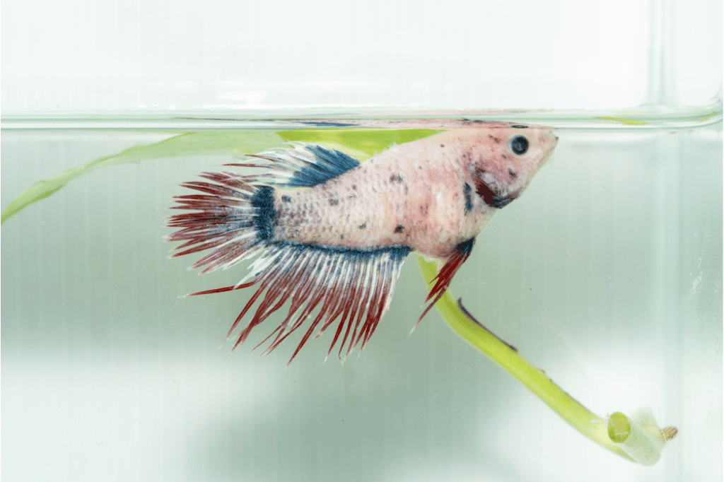 Dropsy - Betta Fish Diseases