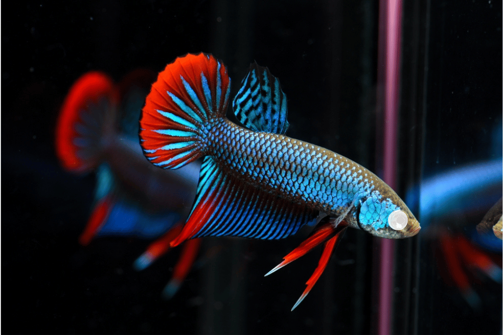 Eyecloud - Betta Fish Diseases