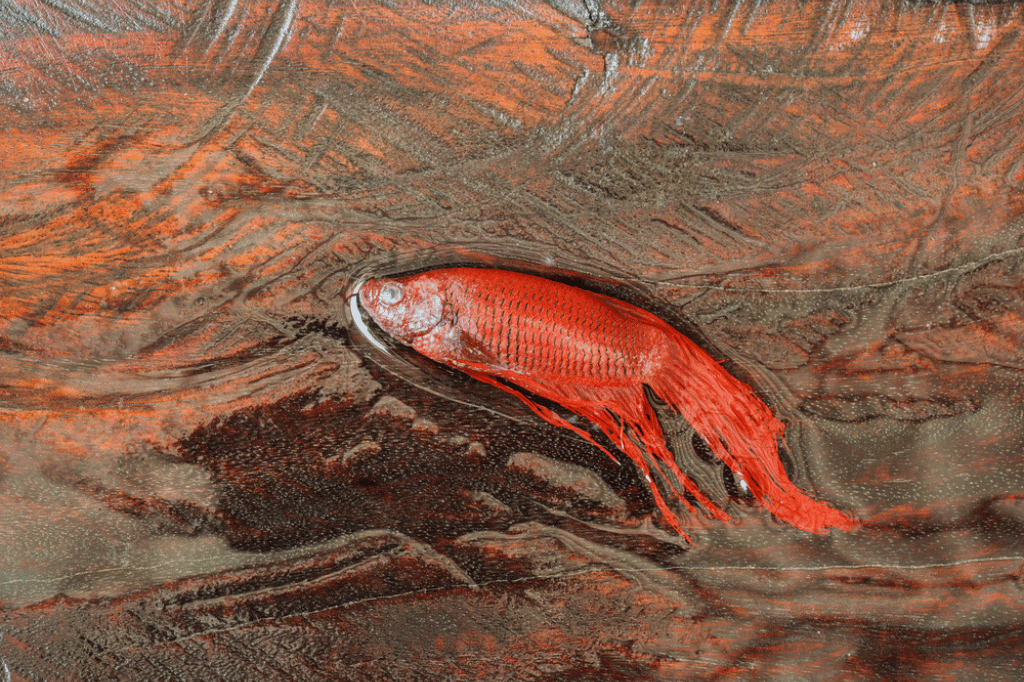 Fin and Tail Rot - Betta Fish Diseases