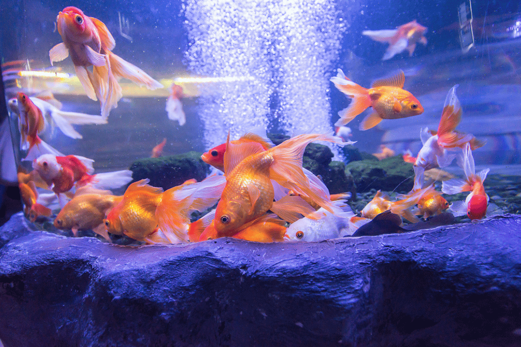 Goldfish Aquarium Fish_ Thriving Tips for a Sparkling Tank