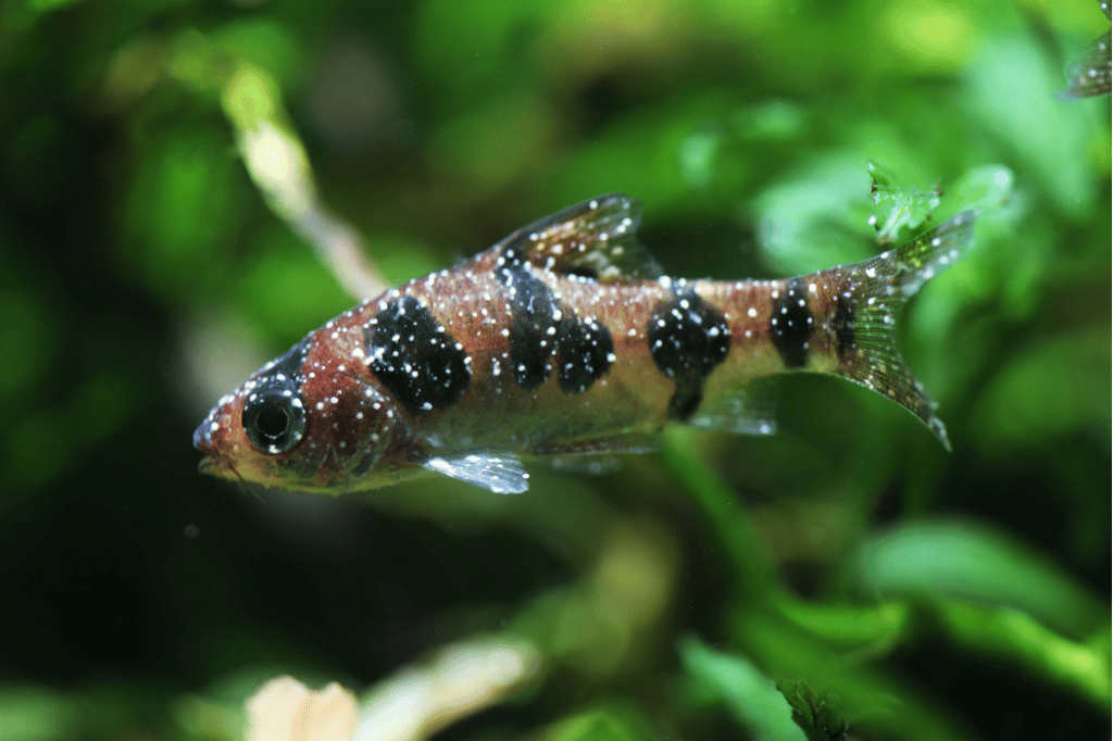 Ich - Betta Fish Diseases