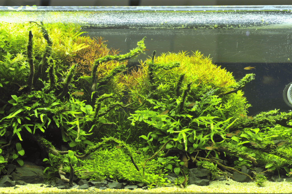 Submerged Aquarium Plants_ Thriving Aquatic Greenery Secrets