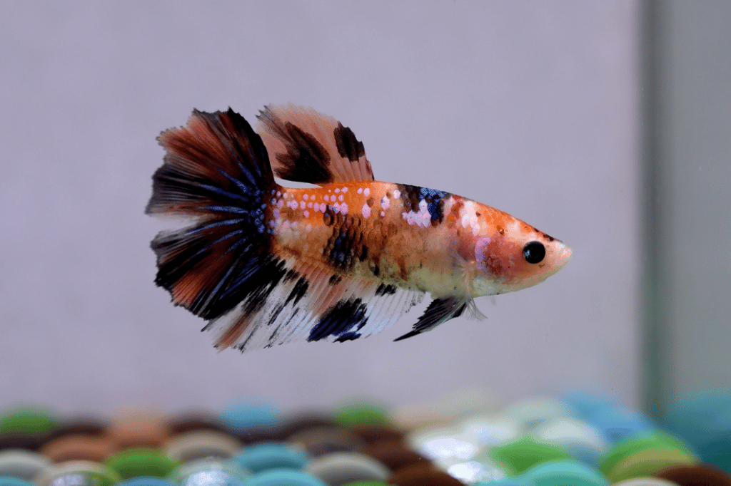 Swim Bladder Disorder - Betta Fish Diseases