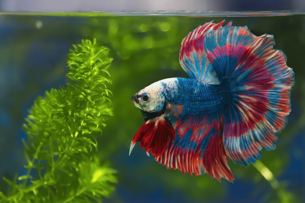 The Allure Of Betta Fish By Insiderfish.com