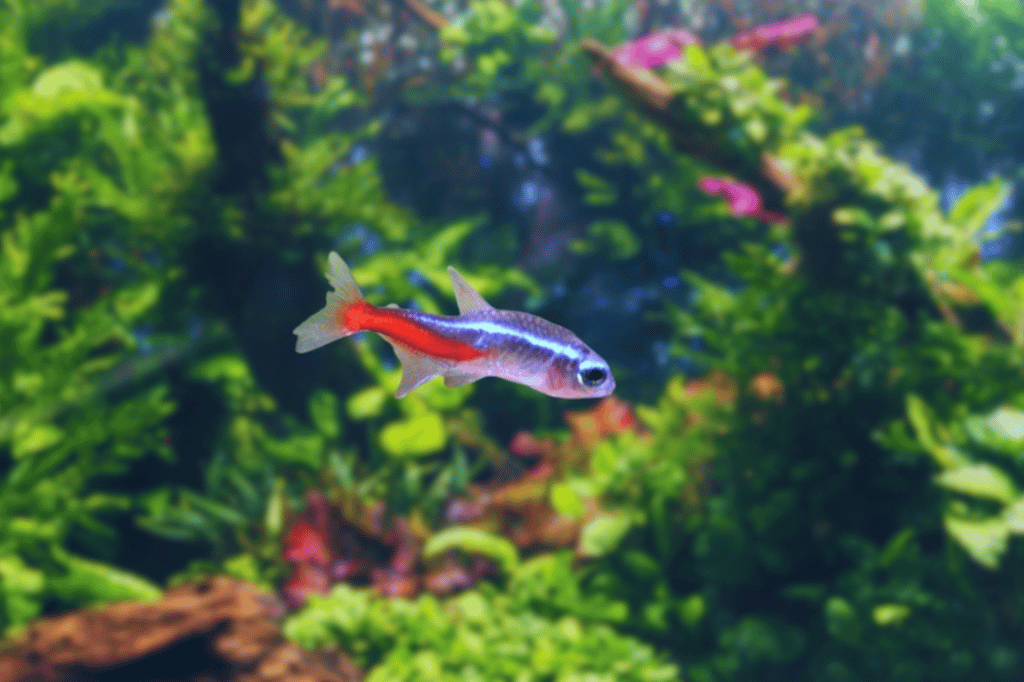 The Allure Of Neon Tetra In Home Aquariums By Insiderfish.com