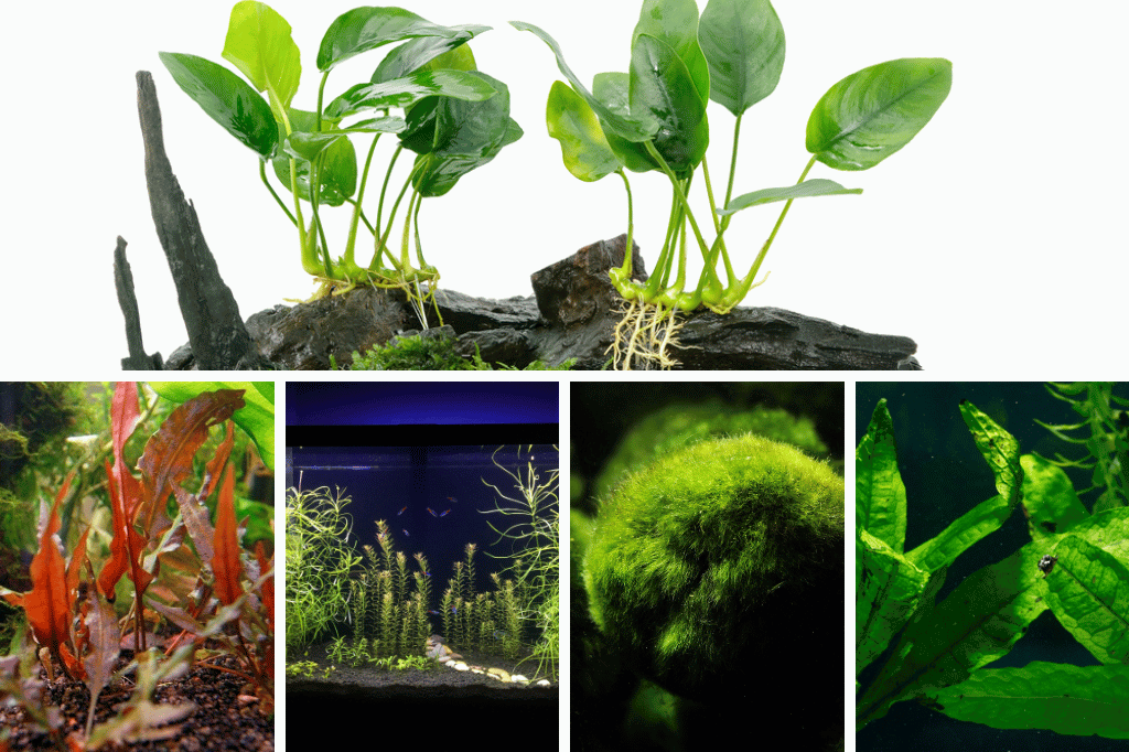 10 Best Low Light Aquarium Plants