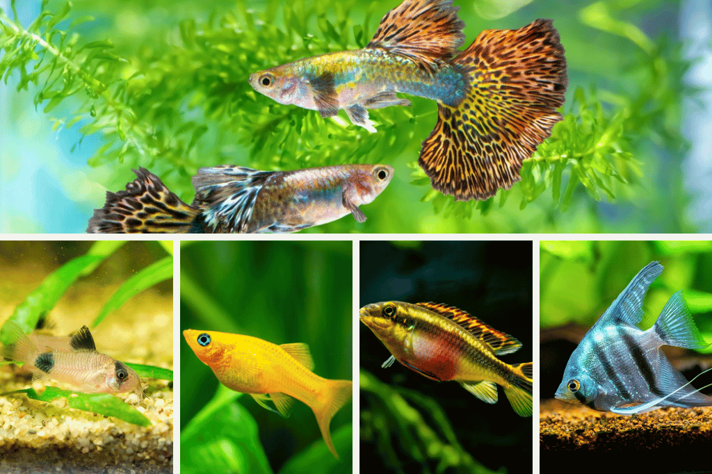 15 Best Aquarium Fish For Your Aquarium