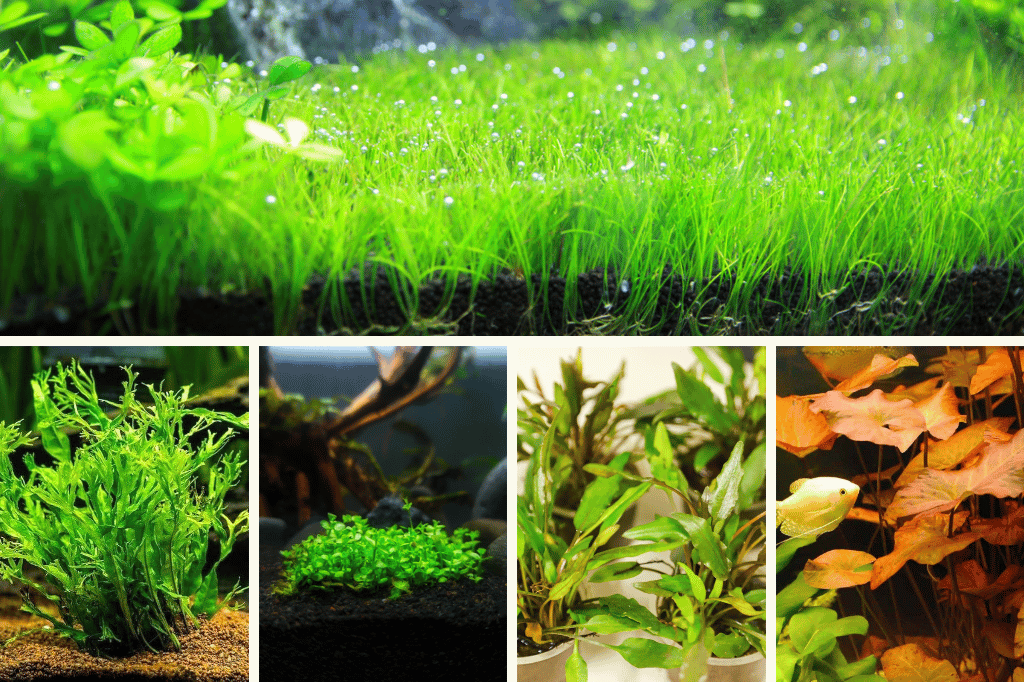 20 Best Aquarium Plant For Aquarium