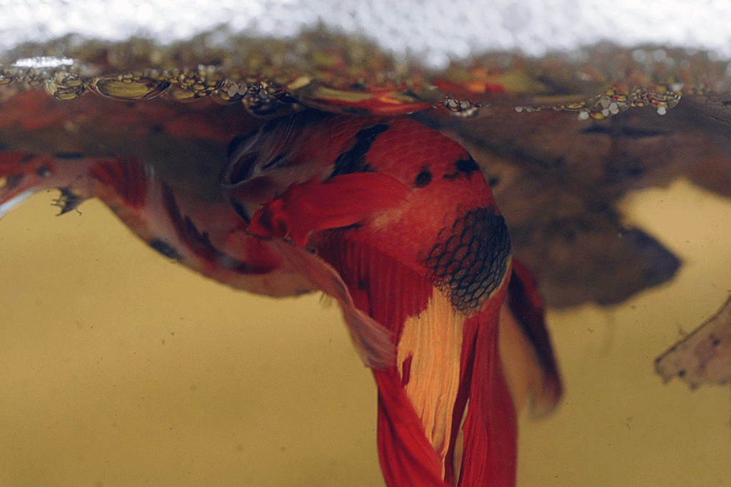 Betta Fish Breeding Tips Expert Strategies Unveiled