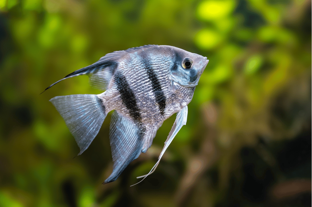 Blue Pinoy Angelfish Care Thriving in Home Aquariums