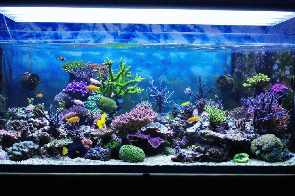 Marine Reef Aquarium Setup Thriving Ecosystem Secrets