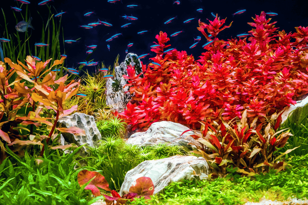 Red Aquarium Plants Vibrant Underwater Oasis Secrets