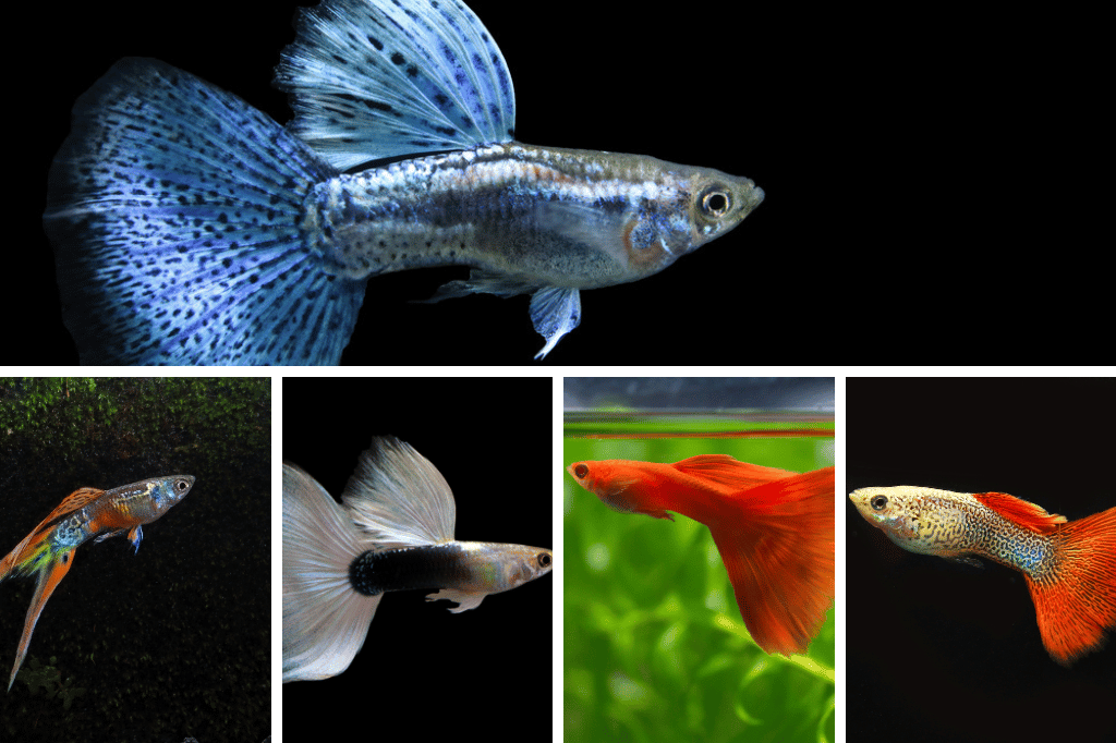 Top 15 Guppy Fish For Your Aquarium