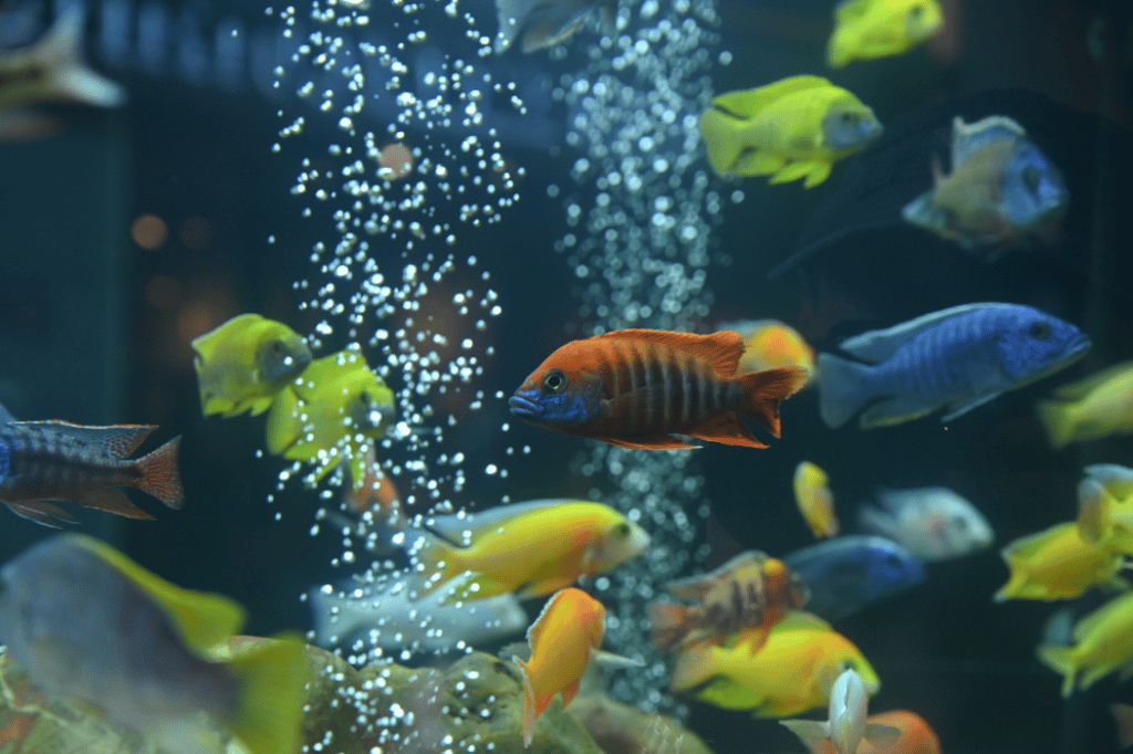 Cichlid Tank Setup Essentials Thrive in Aquatic Bliss