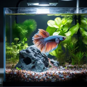 Betta Fish Tank Setup Ultimate Guide for Beginners