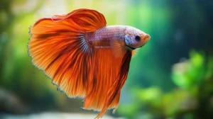 Betta Fish Tank Setup Ultimate Guide for Beginners