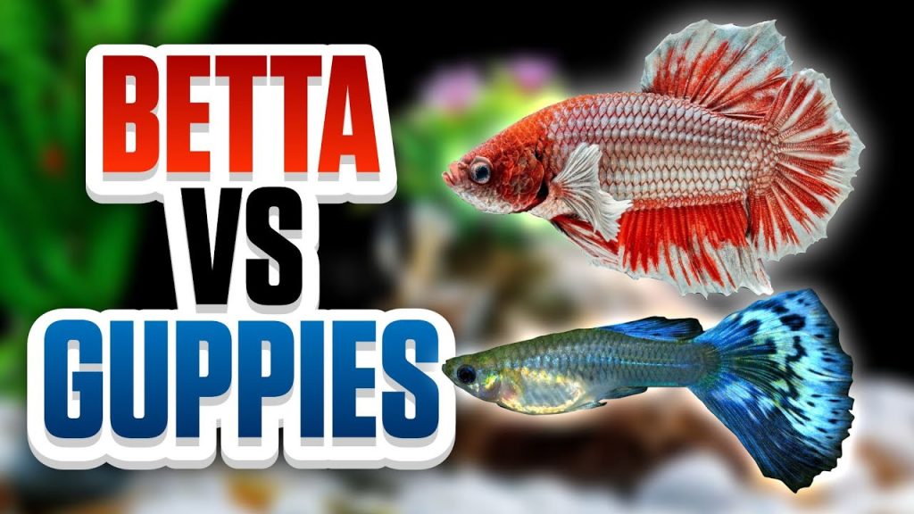 Betta Vs Guppy